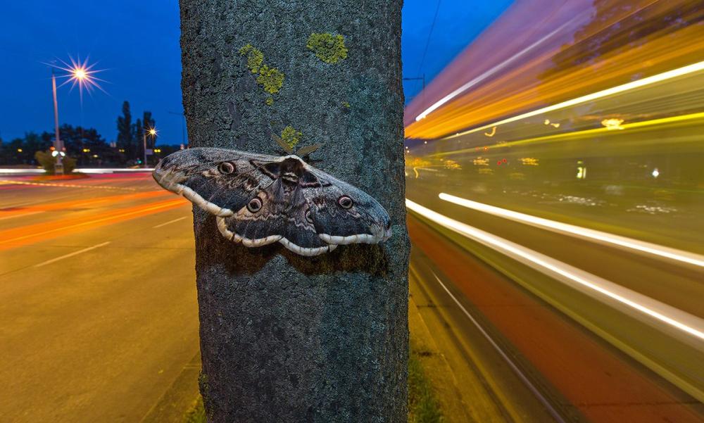 Artikelbild 3 des Artikels “Urbane Naturfotografie “