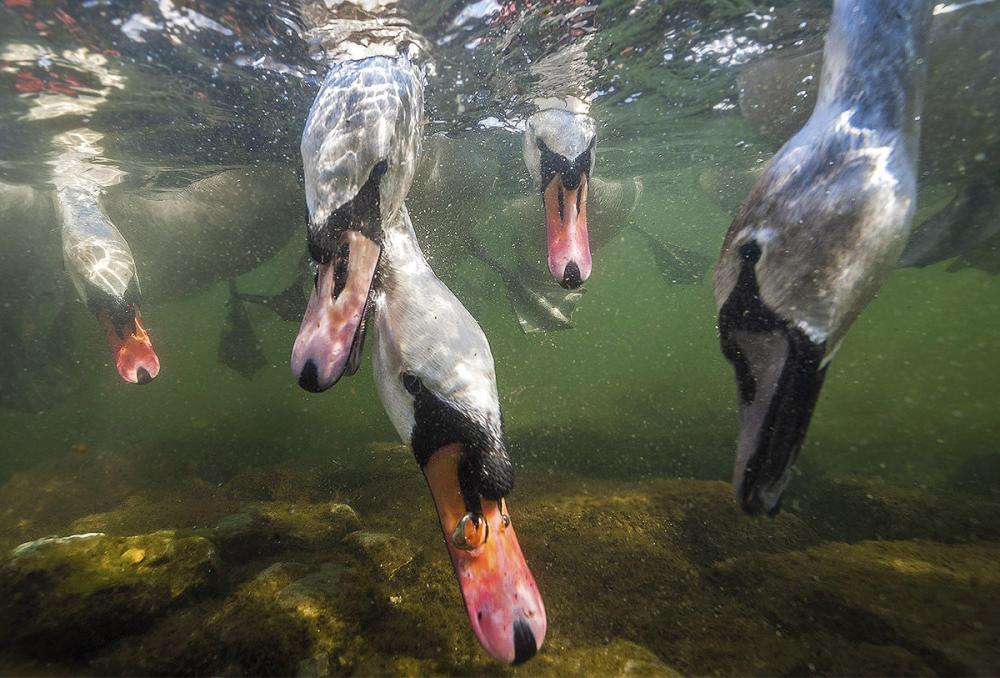 Artikelbild 4 des Artikels “Urbane Naturfotografie “