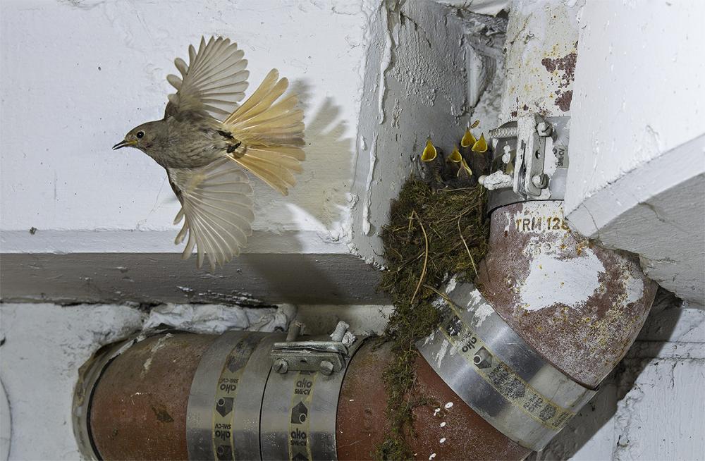 Artikelbild 5 des Artikels “Urbane Naturfotografie “