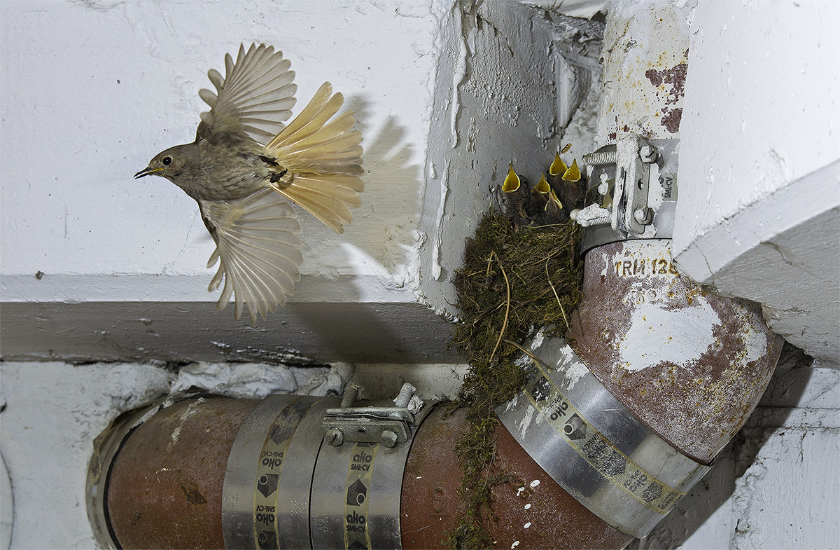 Artikelbild 5 des Artikels “Urbane Naturfotografie “