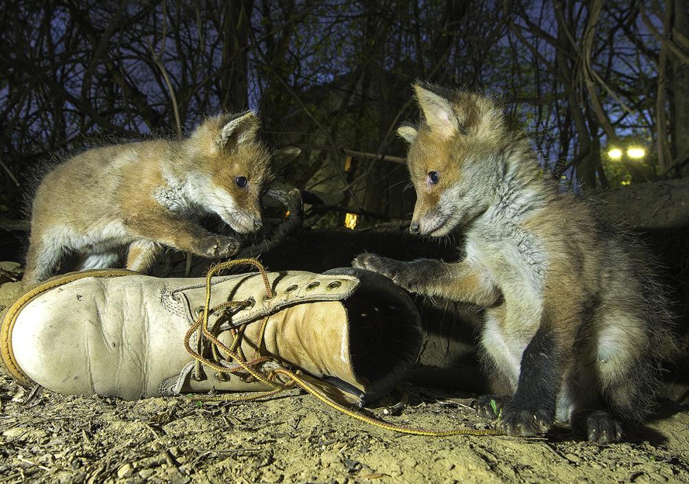 Artikelbild 6 des Artikels “Urbane Naturfotografie “