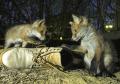 Artikelbild 6 des Artikels “Urbane Naturfotografie “